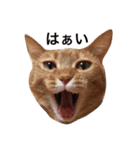 我が家のチーム猫（個別スタンプ：1）