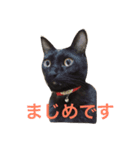 我が家のチーム猫（個別スタンプ：2）