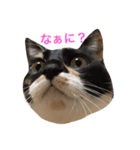 我が家のチーム猫（個別スタンプ：3）