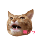 我が家のチーム猫（個別スタンプ：5）
