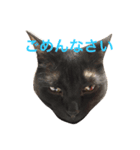 我が家のチーム猫（個別スタンプ：6）