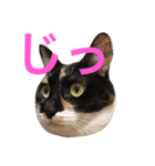 我が家のチーム猫（個別スタンプ：7）