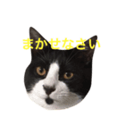 我が家のチーム猫（個別スタンプ：8）