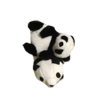 ザパンダ（個別スタンプ：8）
