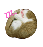 トン吉さん（個別スタンプ：6）