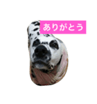 チップとロン（個別スタンプ：13）