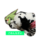 チップとロン（個別スタンプ：16）