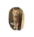 猫太さん（個別スタンプ：1）