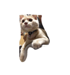 猫太さん（個別スタンプ：2）