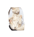 猫太さん（個別スタンプ：3）