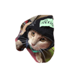 猫太さん（個別スタンプ：6）