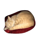 猫太さん（個別スタンプ：7）