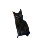 黒猫マルちゃん（個別スタンプ：1）
