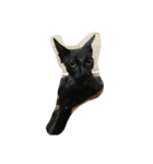 黒猫マルちゃん（個別スタンプ：3）