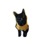 黒猫マルちゃん（個別スタンプ：5）