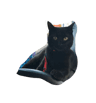 黒猫マルちゃん（個別スタンプ：6）
