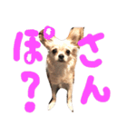 ぷーちゃんの日常の一コマ（個別スタンプ：9）