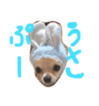 ぷーちゃんの日常の一コマ（個別スタンプ：10）