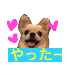 ぷーちゃんの日常の一コマ（個別スタンプ：11）