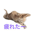 ぷーちゃんの日常の一コマ（個別スタンプ：12）