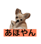 ぷーちゃんの日常の一コマ（個別スタンプ：15）