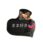 ぷーちゃんの日常の一コマ（個別スタンプ：18）