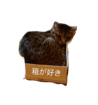 みおとこたろう（個別スタンプ：3）