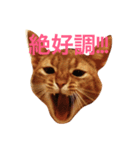 ムーン猫オリジナルスタンプ（個別スタンプ：1）
