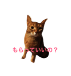 ムーン猫オリジナルスタンプ（個別スタンプ：6）