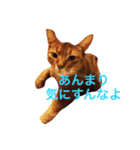ムーン猫オリジナルスタンプ（個別スタンプ：7）