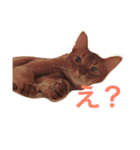 ムーン猫オリジナルスタンプ（個別スタンプ：10）
