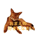 ムーン猫オリジナルスタンプ（個別スタンプ：12）