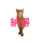 ムーン猫オリジナルスタンプ（個別スタンプ：16）