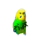 塩（個別スタンプ：6）