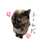 たぬきねこのつむぎさん（個別スタンプ：1）