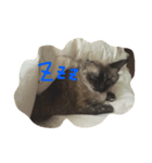 たぬきねこのつむぎさん（個別スタンプ：2）