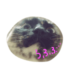 たぬきねこのつむぎさん（個別スタンプ：3）