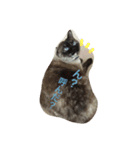 たぬきねこのつむぎさん（個別スタンプ：4）