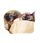 たぬきねこのつむぎさん（個別スタンプ：6）