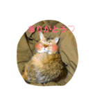 チワワとにゃんこたち（個別スタンプ：1）