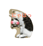 チワワとにゃんこたち（個別スタンプ：2）