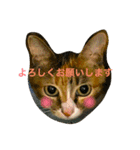 チワワとにゃんこたち（個別スタンプ：4）