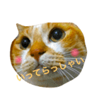 チワワとにゃんこたち（個別スタンプ：5）