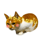 チワワとにゃんこたち（個別スタンプ：6）