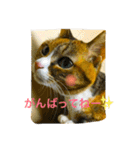 チワワとにゃんこたち（個別スタンプ：7）