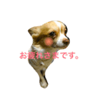 チワワとにゃんこたち（個別スタンプ：9）
