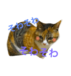 チワワとにゃんこたち（個別スタンプ：10）