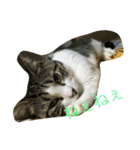 チワワとにゃんこたち（個別スタンプ：11）