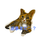 チワワとにゃんこたち（個別スタンプ：13）