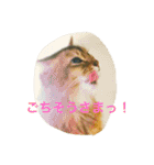 チワワとにゃんこたち（個別スタンプ：20）